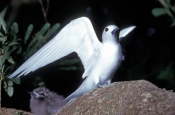 white-tern-picture;white-tern;tern;australian-tern;australian-terns;white-tern-in-tree;white-tern-on