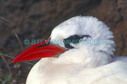 red-tailed tropicbird picture;red-tailed tropicbird;red tailed tropicbird;red tailed tropic bird;phaeton rubricauda;australian tropicbird;lady ellliot island;birds of lady elliot island;birds of the great barrier reef;tropic bird portrait;red bill;red beak;red mouth;steven david miller;natural wanders