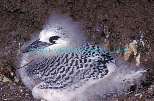 red-tailed tropicbird picture;red-tailed tropicbird;red tailed tropicbird;red tailed tropic bird;phaeton rubricauda;red-tailed tropicbird fledgling;tropicbird fledgling;australian tropicbird;lord howe island;birds of llord howe island;steven david miller