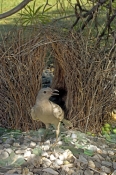 great-bowerbird-picture;great-bowerbird;chlamydera-nuchalis;male-great-bowerbird;great-bowerbird-in-