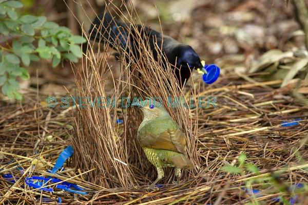 bowerbirds;australian bowerbirds