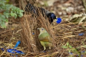 bowerbirds;australian-bowerbirds