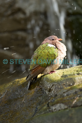 bird bathing;green bird;green winged bird