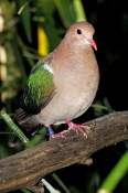 emerald-dove-picture;emerald-dove;chalcophaps-indica;australian-dove;australian-doves;green;banded-b