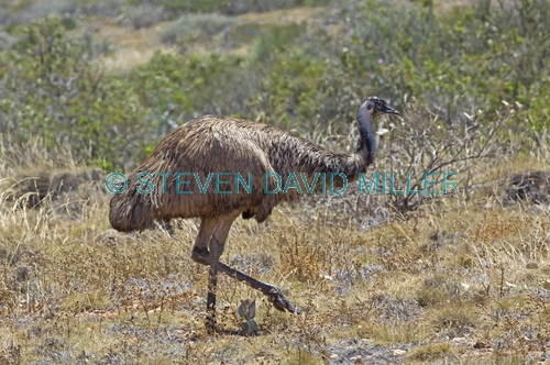 emu picture;emu;emu standing;endemic australian bird;big bird;dromaius novaehollandiae;emu portrait;cape range national park;exmouth;western australia;australian bird;emu head;steven david miller;natural wanders