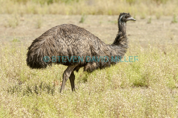 big bird;australian big bird;australian national parks