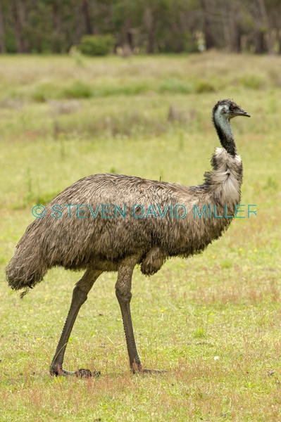 big bird;australian big bird;australian national parks