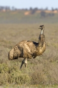 emu-picture;emu;dromaius-novaehollandiae;emu-walking;emu-standing;endemic-bird;australian-bird;big-b