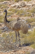 emu-picture;emu;emu-standing;endemic-australian-bird;big-bird;dromaius-novaehollandiae;emu-portrait;
