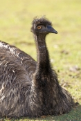 emu-picture;emu-head;emu-portrait;endemic-australian-bird;emu;dromaius-novaehollandiae;emu-sitting;e
