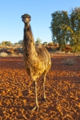 emu;emu-picture;dromaius-novaehollandiae;large-bird;big-bird;australian-bird;bird-standing;emu-stand