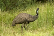 big-bird;australian-big-bird;australian-national-parks