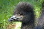 emu-picture;emu-closeup;emu-head;emu-neck-and-head;emu;dromaius-novaehollandiae;immature-emu;zoo-emu