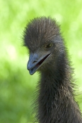 emu-picture;emu-closeup;emu-head;emu-neck-and-head;emu;dromaius-novaehollandiae;immature-emu;zoo-emu