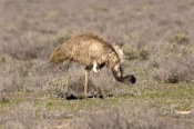 emu-picture;emu;dromaius-novaehollandiae;emu-walking;emu-standing;endemic-bird;australian-bird;big-b