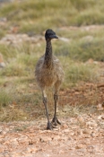 emu-picture;emu;emu-standing;endemic-australian-bird;big-bird;dromaius-novaehollandiae;emu-portrait;