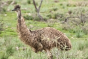 emu;emu-picture;dromaius-novaehollandiae;large-bird;big-bird;australian-bird;bird-standing;emu-stand