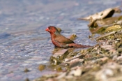 crimson-finch-picture;crimson-finch;red-finch;neochmia-phaeton;finch;finches;australian-finch;austra