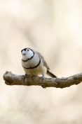 double-barred-finch-picture;double-barred-finch;double-barred-finch;australian-finch;australian-finc
