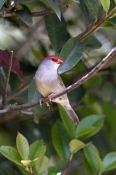 red-browed-firetail-picture;red-browed-finch;red-browed-finch;red-browed-firetail;red-browed-firetai