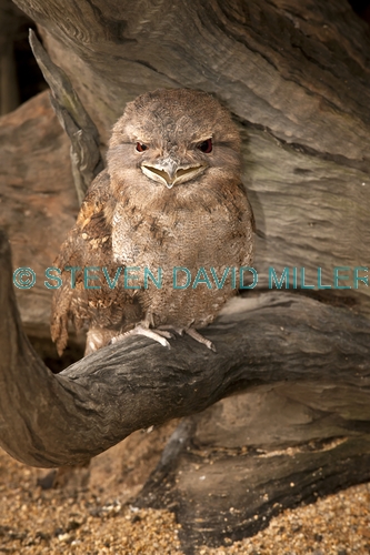 papuan frogmouth picture;papuan frogmouth;frogmouth podargus papuensis;australian frogmouth;australian bird;cape york bird;frogmouth portrait;frogmouth close-up;bird with red eye;cairns;queensland;cairns rainforest dome;dignified;serious;stern;camouflage;vertical bird picture;vertical frogmouth picture;steven david miller