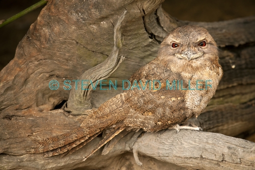 papuan frogmouth picture;papuan frogmouth;frogmouth;podargus papuensis;australian frogmouth;australian bird;cape york bird;frogmouth portrait;frogmouth close-up;bird with red eye;cairns;queensland;cairns rainforest dome;dignified;serious;stern;camouflage;steven david miller;natural wanders