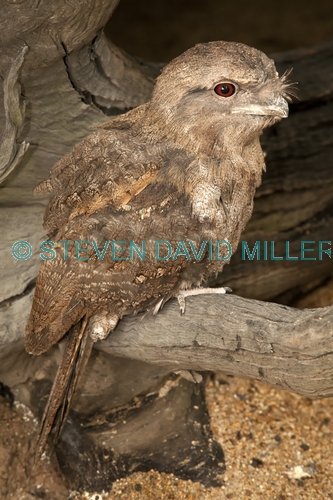 papuan frogmouth picture;papuan frogmouth;frogmouth;podargus papuensis;australian frogmouth;australian bird;cape york bird;frogmouth portrait;frogmouth close-up;bird with red eye;cairns;queensland;cairns rainforest dome;dignified;serious;stern;camouflage;steven david miller;natural wanders
