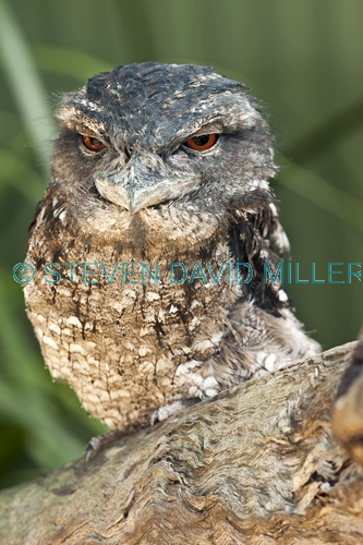 papuan frogmouth picture;papuan frogmouth;frogmouth;podargus papuensis;australian frogmouth;australian bird;cape york bird;frogmouth portrait;frogmouth close-up;bird with red eye;kuranda;queensland;the rainforest station;dignified;serious;stern;steven david miller;natural wanders