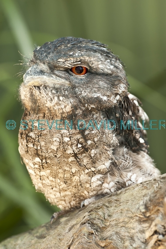 papuan frogmouth;frogmouth;podargus papuensis;australian frogmouth;australian bird;cape york bird;frogmouth portrait;frogmouth close-up;bird with red eye;kuranda;queensland;the rainforest station;dignified;serious;stern;steven david miller;natural wanders