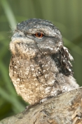 papuan-frogmouth;frogmouth;podargus-papuensis;australian-frogmouth;australian-bird;cape-york-bird;fr