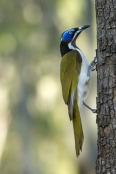 blue-faced-honeyeater;entomyzon-cyanotis;cania-gorge-national-park;blue-eye;blue-face;green-feathers