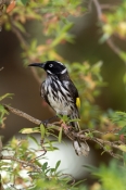 new-holland-honeyeater-picture;new-holland-honeyeater;new-holland-honey-eater;honeyeater;australian-