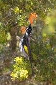 new-holland-honeyeater-picture;new-holland-honeyeater;new-holland-honey-eater;australian-honeyeater;
