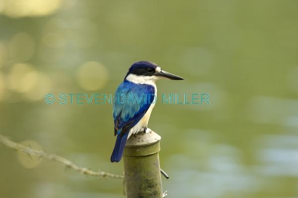 macleay’s kingfisher;blue kingfisher