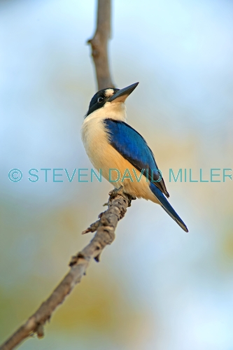 forest kingfisher picture;forest kingfisher;tree kingfisher;australian kingfisher;kingfisher;todiramphus macleayii;halcyon macleayii;kingfisher on tree branch;kingfisher with blue feathers;bird with beautiful feathers;beautiful bird;mary river;northern territory;australia;birds of the top end;blue and white;steven david miller;natural wanders