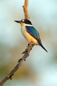forest-kingfisher-picture;forest-kingfisher;tree-kingfisher;australian-kingfisher;male-kingfisher;to