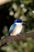 forest-kingfisher-picture;forest-kingfisher;tree-kingfisher;australian-kingfisher;todiramphus-maclea