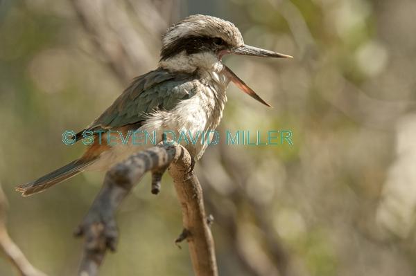 bird calling;red backed kingfisher;todiramphus pyrrhopygius;alice springs desert park;australian kingfisher