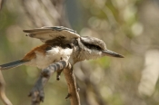 bird-stretching;red-backed-kingfisher;todiramphus-pyrrhopygius;alice-springs-desert-park;australian-