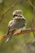 red-backed-kingfisher;todiramphus-pyrrhopygius;alice-springs-desert-park;australian-kingfisher