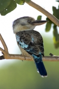 blue-winged-kookaburra-picture;blue-winged-kookaburra;blue-winged-kookaburra;kookaburra;australian-k
