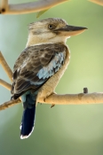 blue-winged-kookaburra-picture;blue-winged-kookaburra;blue-winged-kookaburra;kookaburra;australian-k