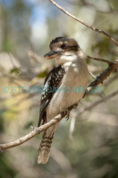 iconic bird;iconic australian bird;australian national park