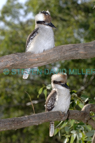 laughing kookaburra picture;laughing kookaburra;kookaburra;kookaburra in tree;kookaburra on branch;kookaburra portrait;australian icon;iconic australian bird;australian kookaburra. two kookaburras;kookaburra pair;kookaburra family;lane cove national park;new south wales;steven david miller;natural wanders