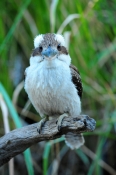 iconic-bird;iconic-australian-bird;australian-national-park;eye-contact