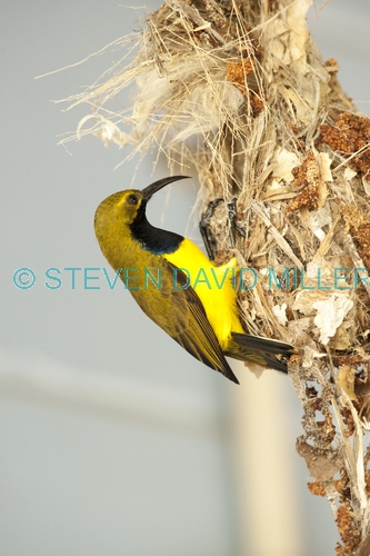 sunbird;olive backed sunbird;nectarinia jugularis;sunbird at nest;sunbird on nest;campe hillsborough national park;australian sunbird