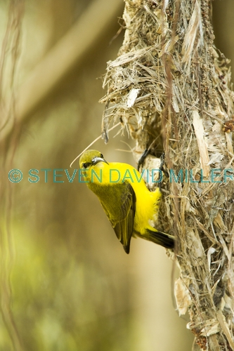 sunbird;olive backed sunbird;nectarinia jugularis;sunbird at nest;sunbird on nest;hillsborough national park;australian sunbird
