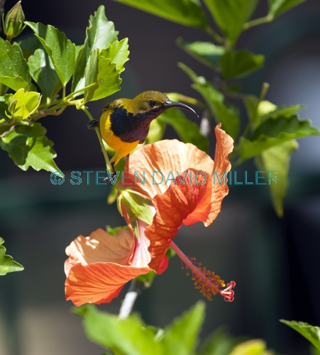 sunbird;olive backed sunbird;nectarinia jugularis;bird on flower;sunbird on flower;bird on hibsicus