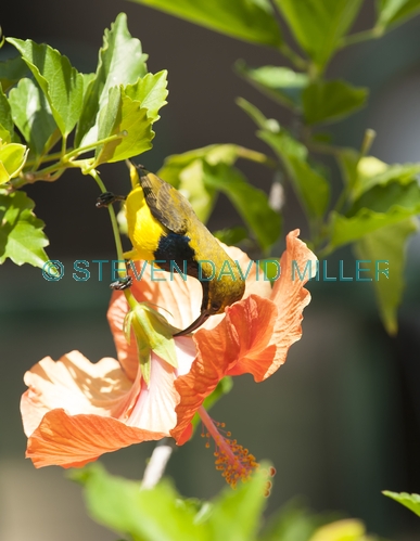 sunbird;olive backed sunbird;nectarinia jugularis;bird on flower;sunbird on flower;bird on hibsicus