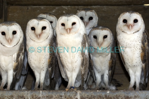 barn owl picture;barn owl;owl;australian owl;white owl;tyto alba;flock of owls;barn owls;owls;group of owls;parliament of owls;caversham wildlife park;perth;western australia;steven david miller;natural wanders